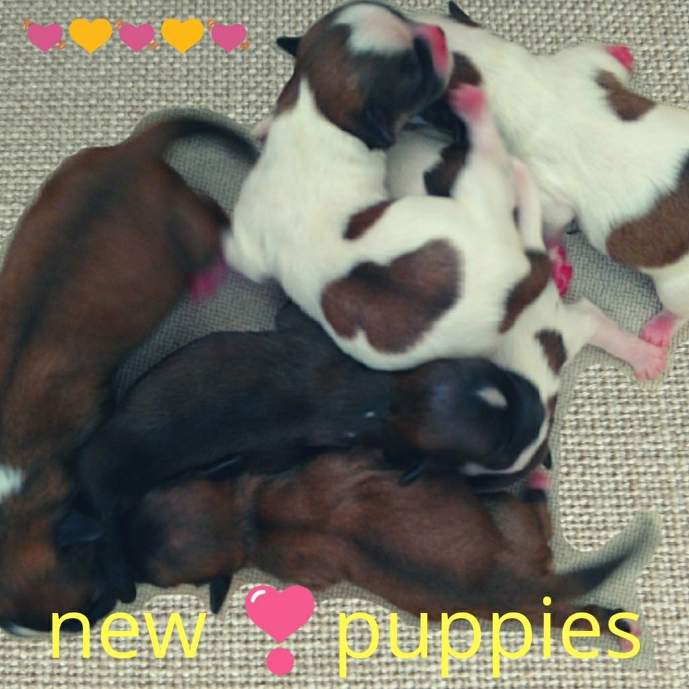 💓NEW 💓🐕🐕🐕🐕🐕🐕❣️PUPPIES❣️
